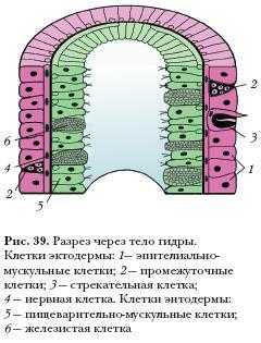 Ссылка на кракен тор kr2web in