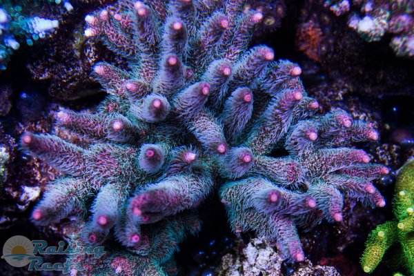 Kraken darknet sliv php